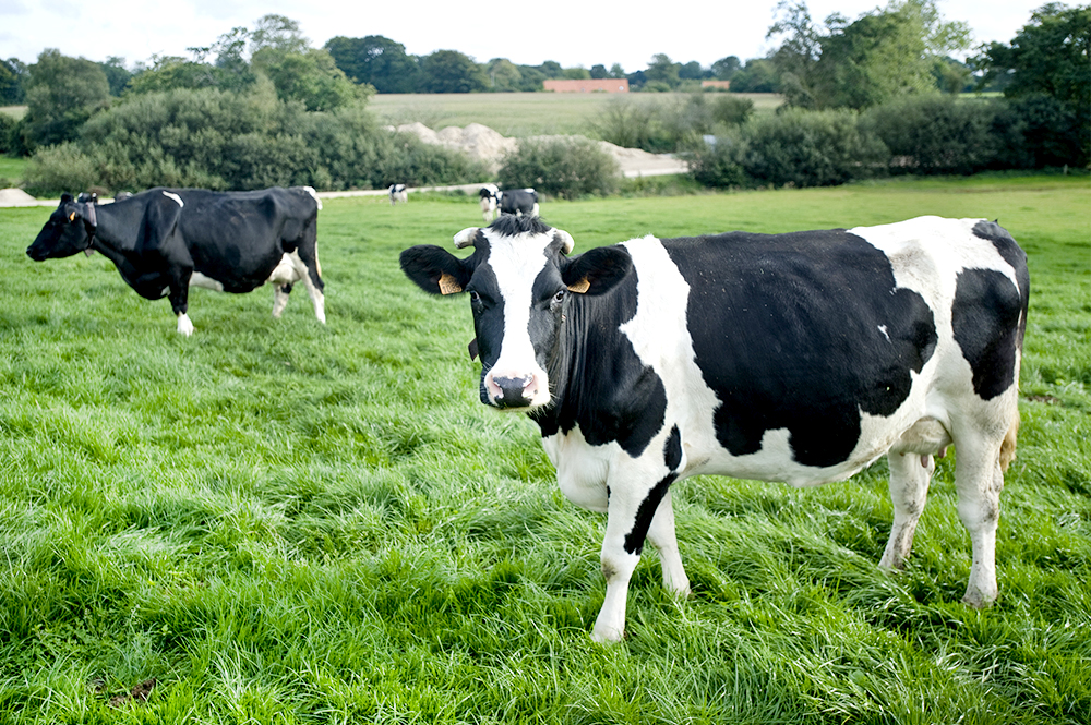 holstein-saint-marcellin holstein-saint-marcellin